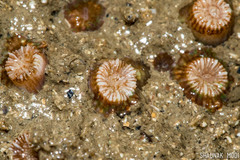 Polycyathus verrilli