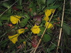 Narcisseae
