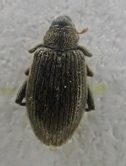 Orchestes fagi