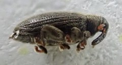 Orchestes fagi