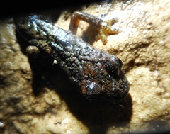 Speleomantes italicus