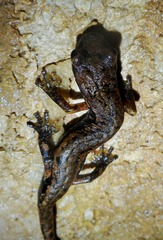 Speleomantes italicus