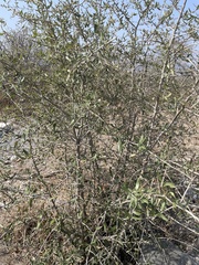 Aloysia gratissima