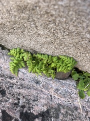 Pityrogramma chrysophylla gabrielae