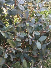 Feijoa