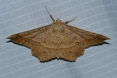 Euchlaena tigrinaria