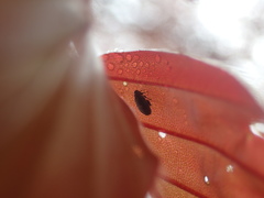 Orchestes fagi