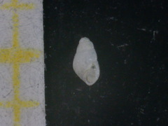 Brachystomia eulimoides