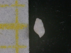 Brachystomia eulimoides