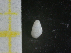 Brachystomia eulimoides