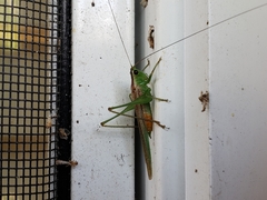 Conocephalus spartinae