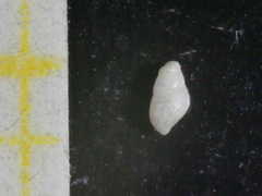 Brachystomia eulimoides