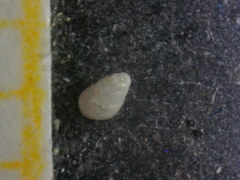 Brachystomia eulimoides