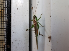 Conocephalus spartinae