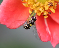 Allograpta hortensis