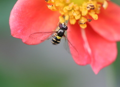 Allograpta hortensis