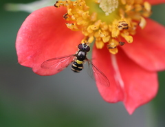 Allograpta hortensis