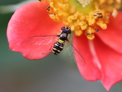 Allograpta hortensis