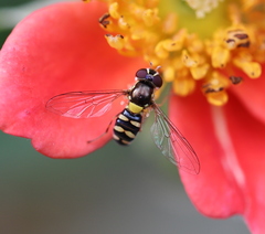 Allograpta hortensis