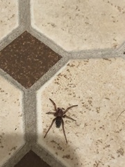 Scotophaeus blackwalli