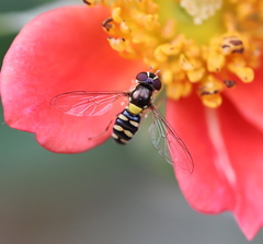 Allograpta hortensis