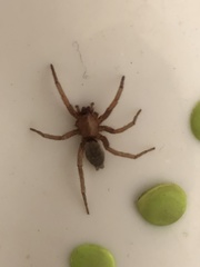 Scotophaeus blackwalli