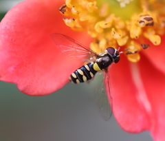 Allograpta hortensis