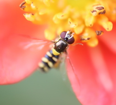 Allograpta hortensis