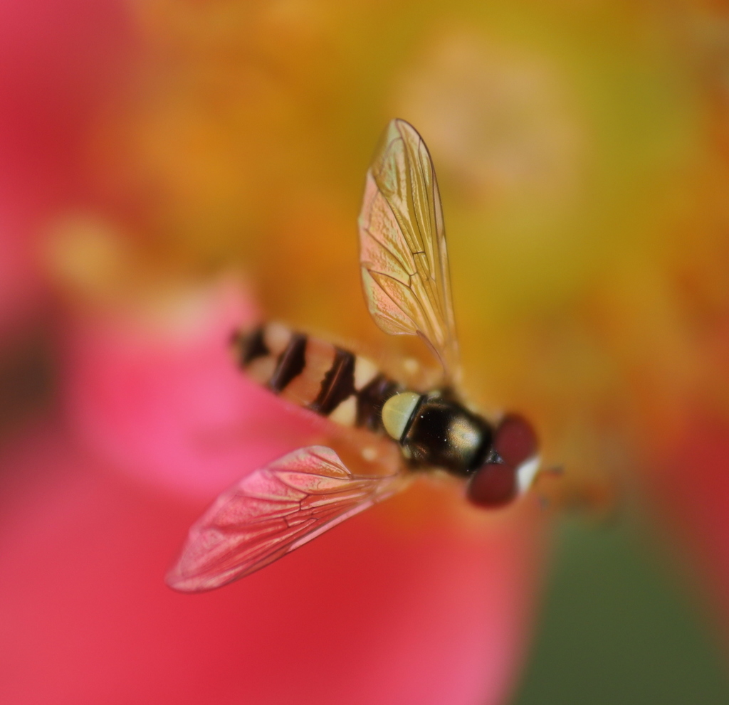 Allograpta pulchra