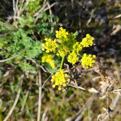 Lomatium papilioniferum