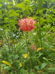 Hibiscus schizopetalus