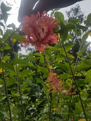 Hibiscus schizopetalus