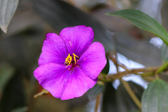 Andesanthus