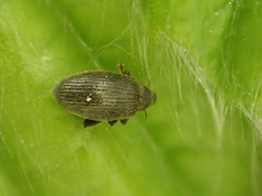 Orchestes fagi