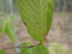 Orchestes fagi