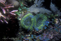 Ricordea florida