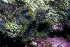 Ricordea florida