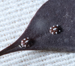 Ceroplastes sinensis