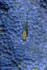 Coryphopterus lipernes