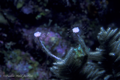Ralpharia gorgoniae