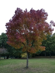 Fraxinus angustifolia oxycarpa
