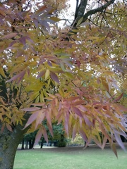 Fraxinus angustifolia oxycarpa
