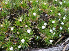 Borya constricta