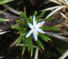 Borya constricta