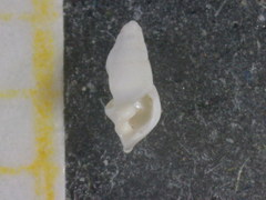 Megastomia conoidea