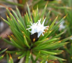 Borya constricta