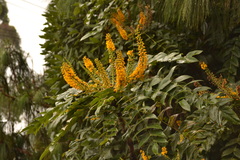 Berberis napaulensis