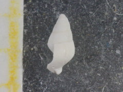 Megastomia conoidea