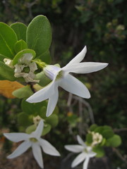 Anthocercis viscosa