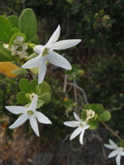 Anthocercis viscosa